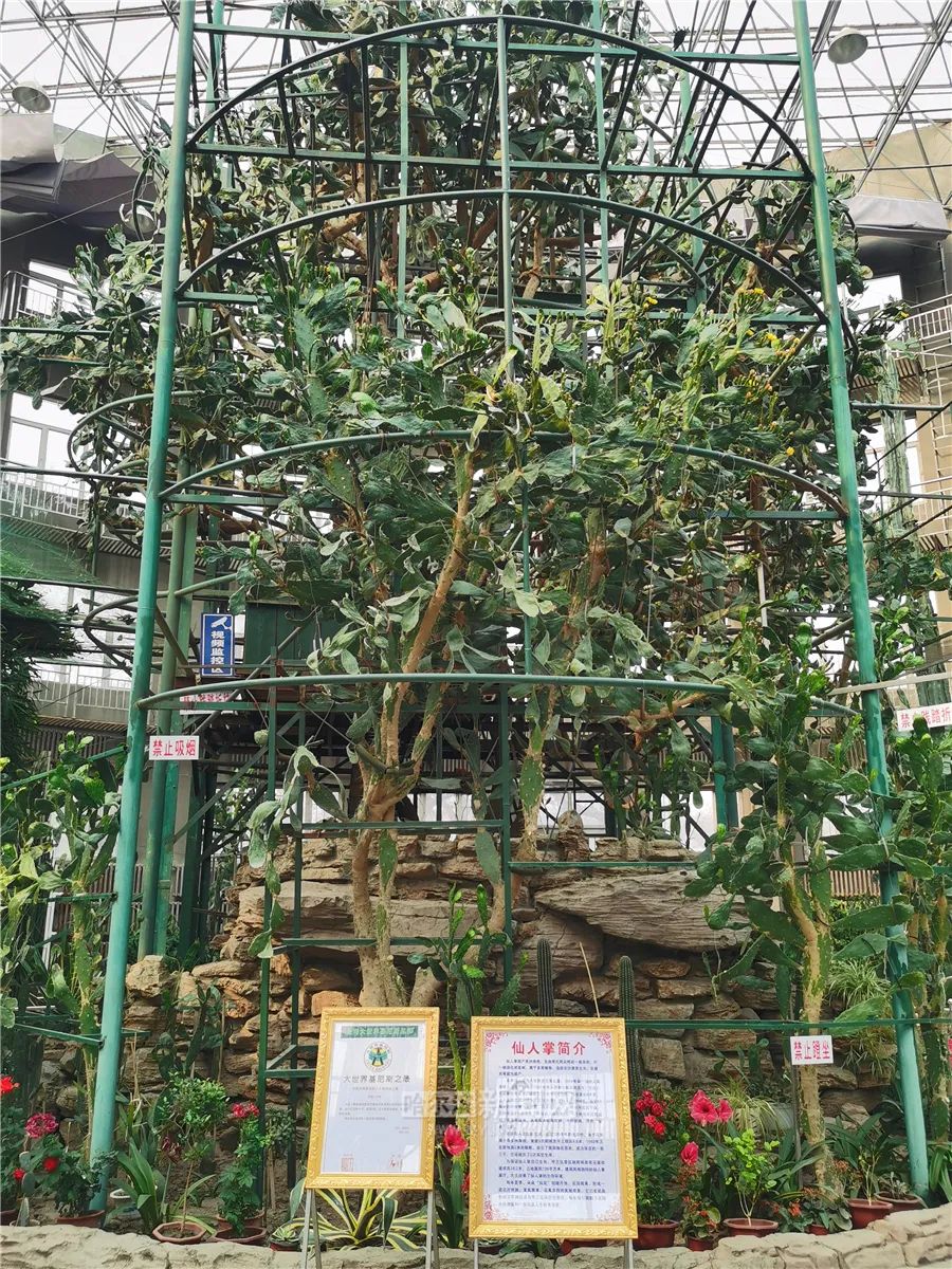 呼兰区西岗公园"生于"1896年现已的125岁的仙人掌开花了经过冬歇仙人