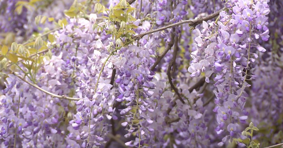 热播剧司藤同款取景地就藏在闵行这里