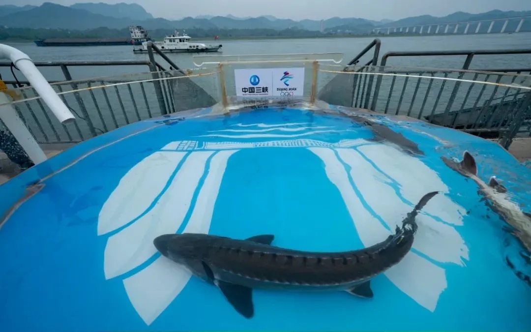 冬奥倒计时300天1万尾大规格子二代中华鲟放归长江