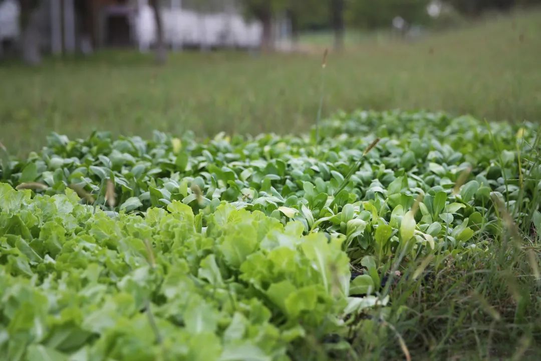 人间四月天去都市菜园能采什么菜呢