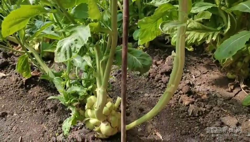 榨菜是菜也是花丨经多年选育已培育出适合北方寒地栽培的榨菜品种