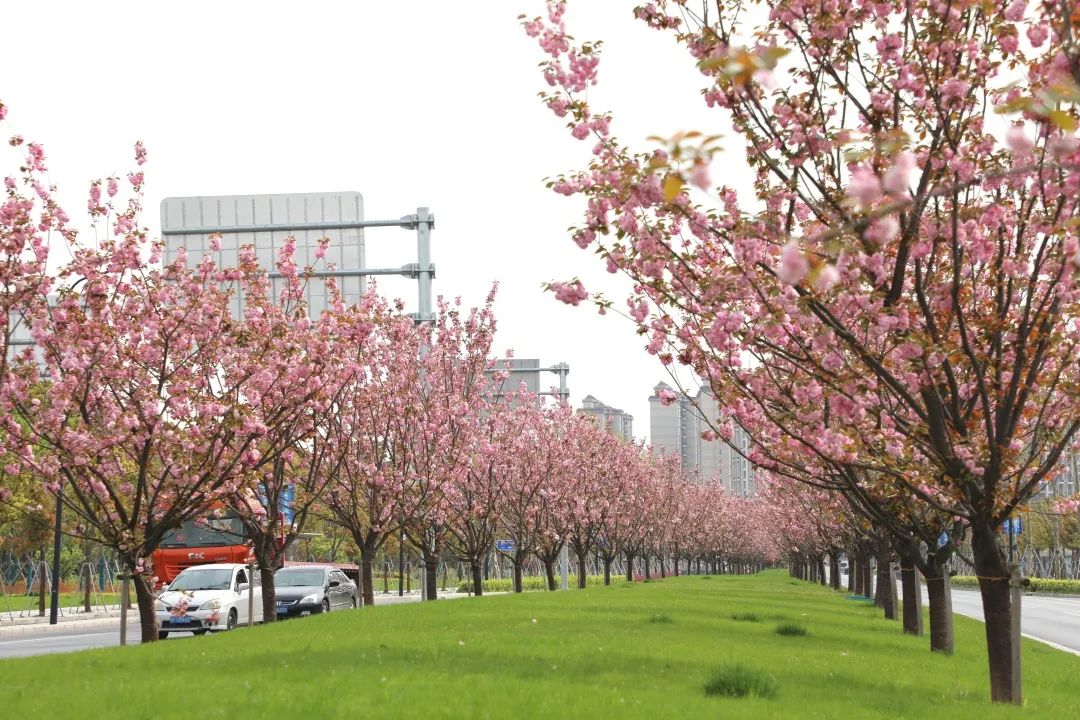 最美春景已至奉贤进入晚樱最佳观赏期