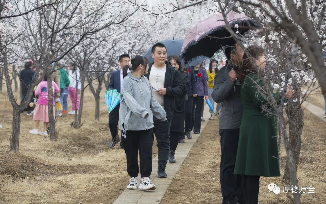 现场美图来袭万全区第三届杏花节今日浪漫启幕