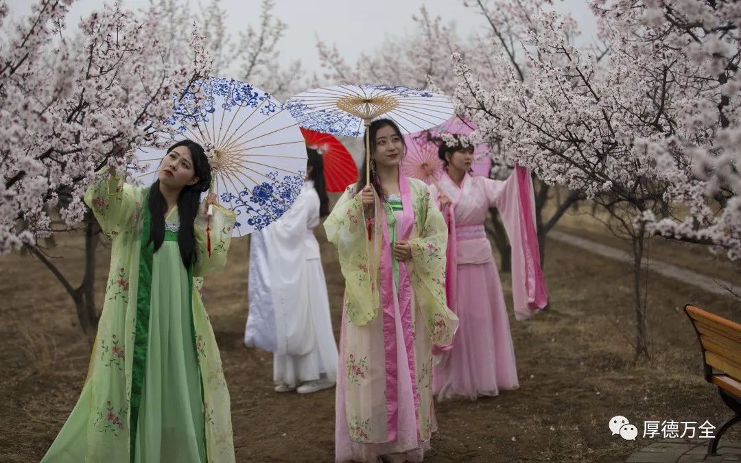 现场美图来袭万全区第三届杏花节今日浪漫启幕
