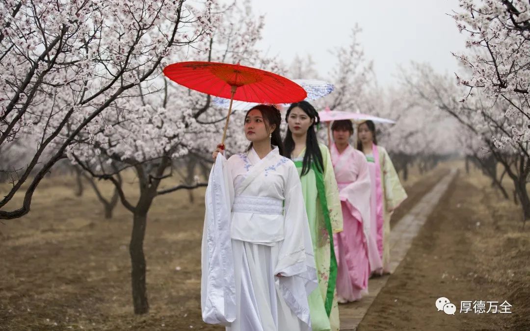 现场美图来袭万全区第三届杏花节今日浪漫启幕