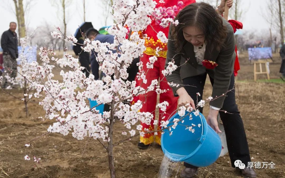 现场美图来袭万全区第三届杏花节今日浪漫启幕