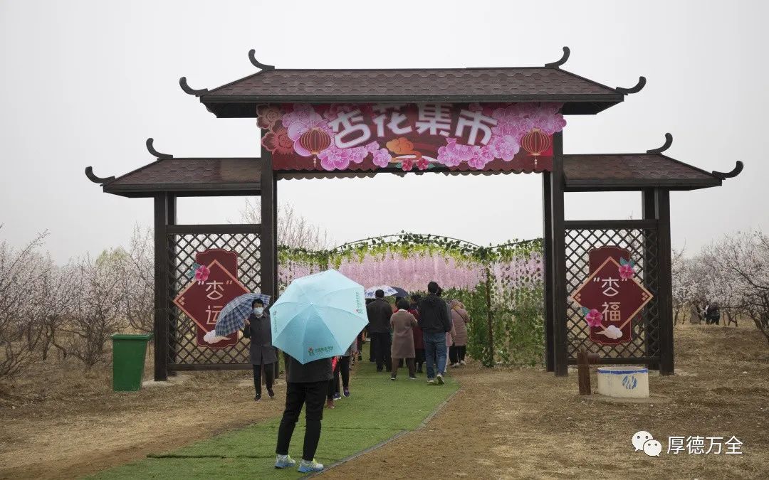 现场美图来袭万全区第三届杏花节今日浪漫启幕