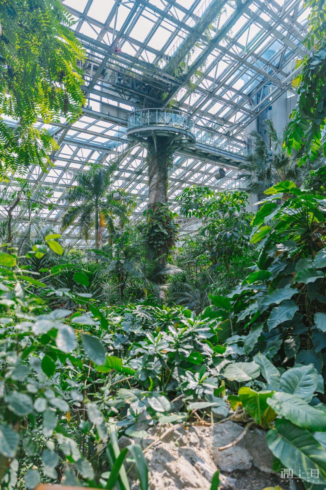 不止室外,上海植物园还拥有2座展览温室共4个展区:兰花展区,多肉展区