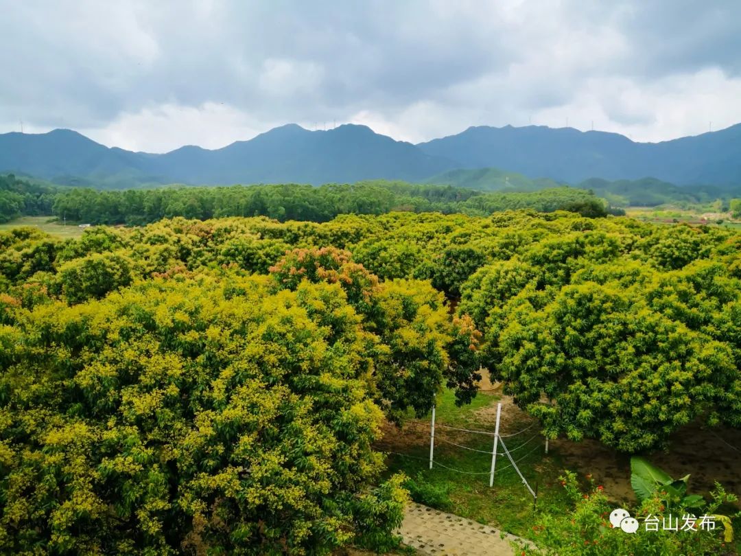 荔枝林就在库区岸边的是拥抱大自然的热门打卡点大隆洞水库有"千岛湖"
