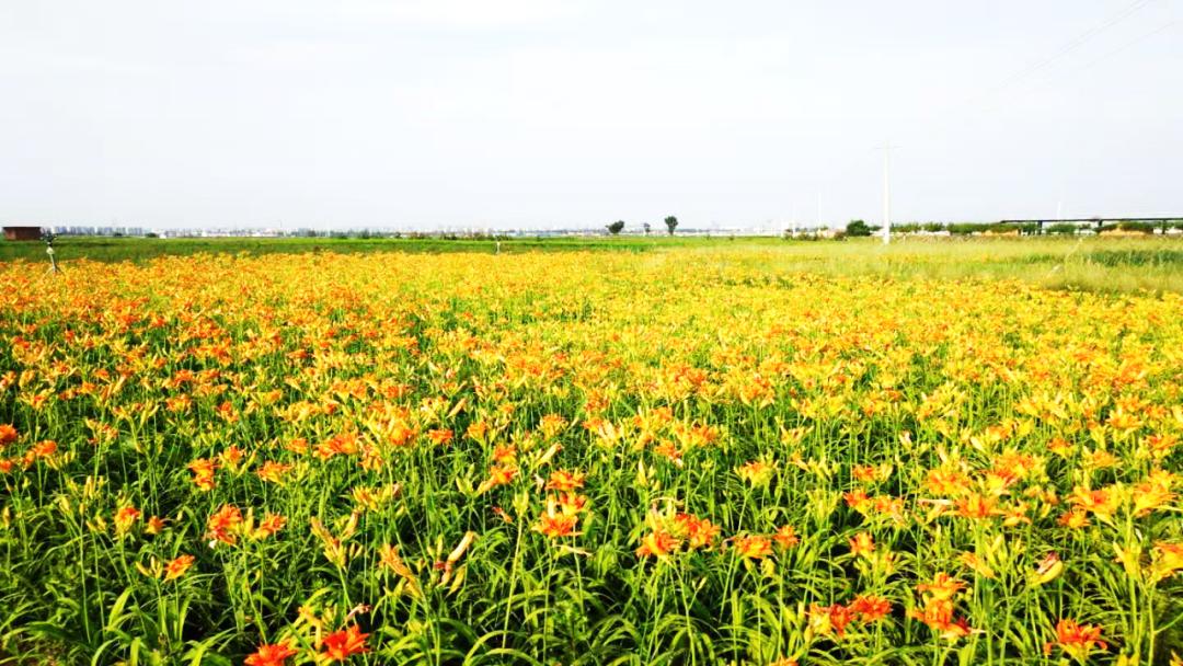 【乡村振兴加速度】金河镇:接续奋斗 乡村振兴谱新篇