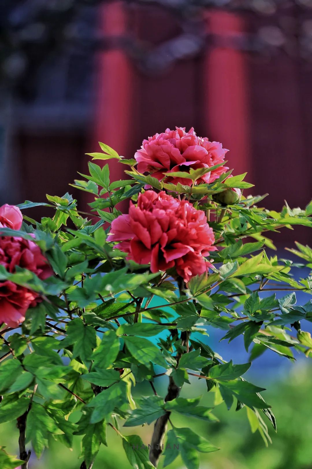 这10张菏泽牡丹照片每一张都可以做壁纸