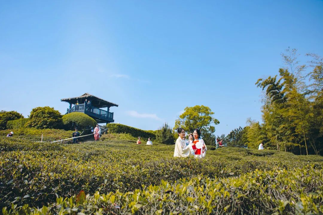 又到采茶季原来新区隐藏了一座这么美的茶山