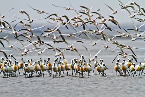观鸟中国有哪些经典观鸟地