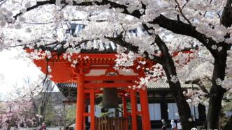 日本的神社为啥要涂成朱红色