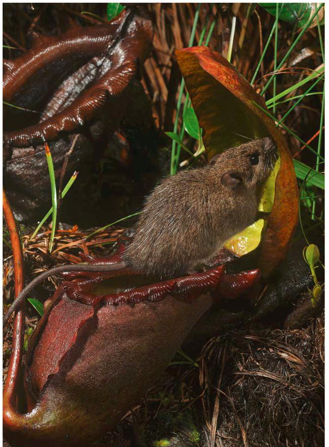 (一只老鼠边吃边拉)猪笼草为何如此重口味?