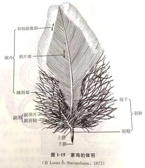 鸟类的羽毛有啥秘密上海动物园邀你一起探究