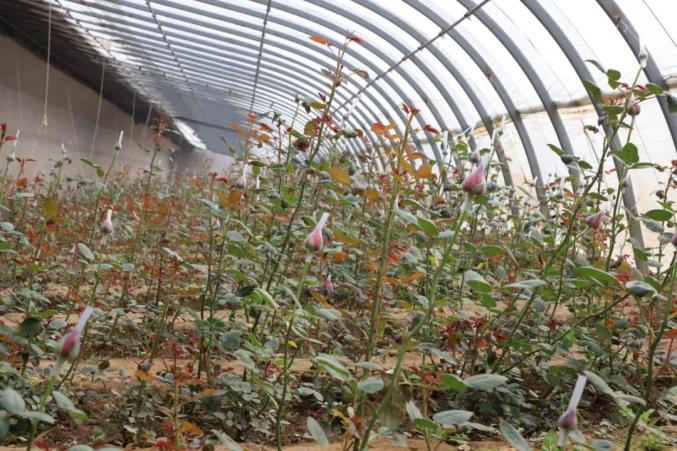 据了解,该农场是去年开始培育玫瑰花,一座大棚育有3000余株,一年四季