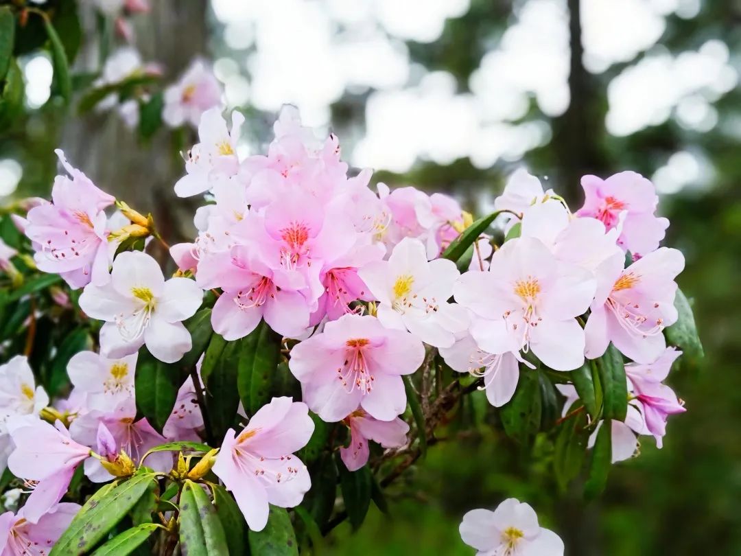 春游丽水一起去白鹤尖看鹿角杜鹃可好