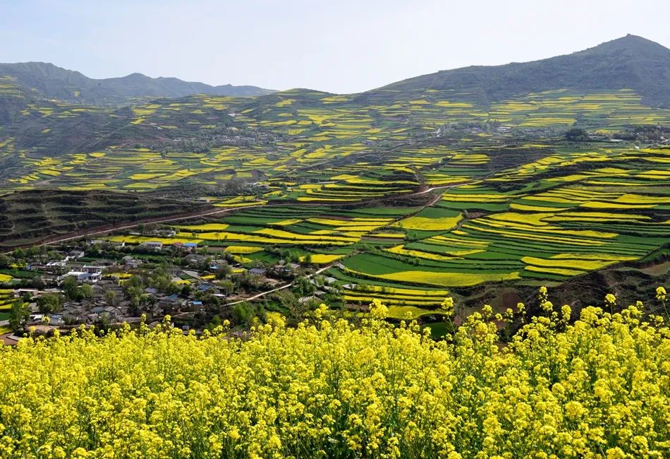 四月,在武山油菜花海中等你!
