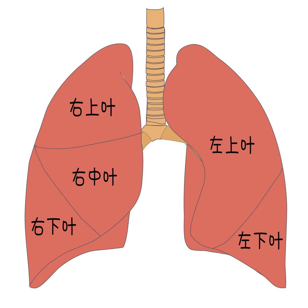 左右肺结构图图片