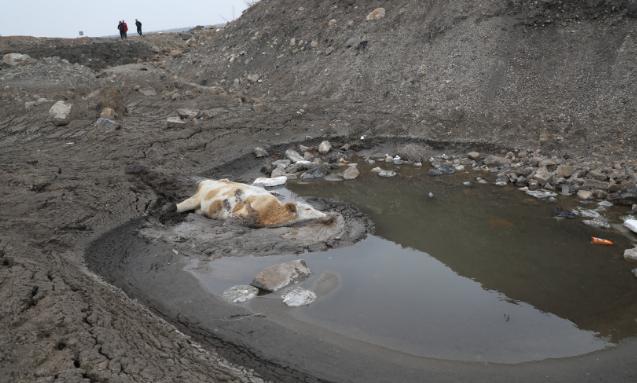 800斤母牛深陷泥潭怎么救
