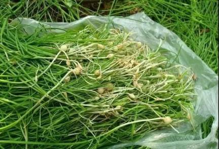 吃草也能香到流泪抄家伙走起