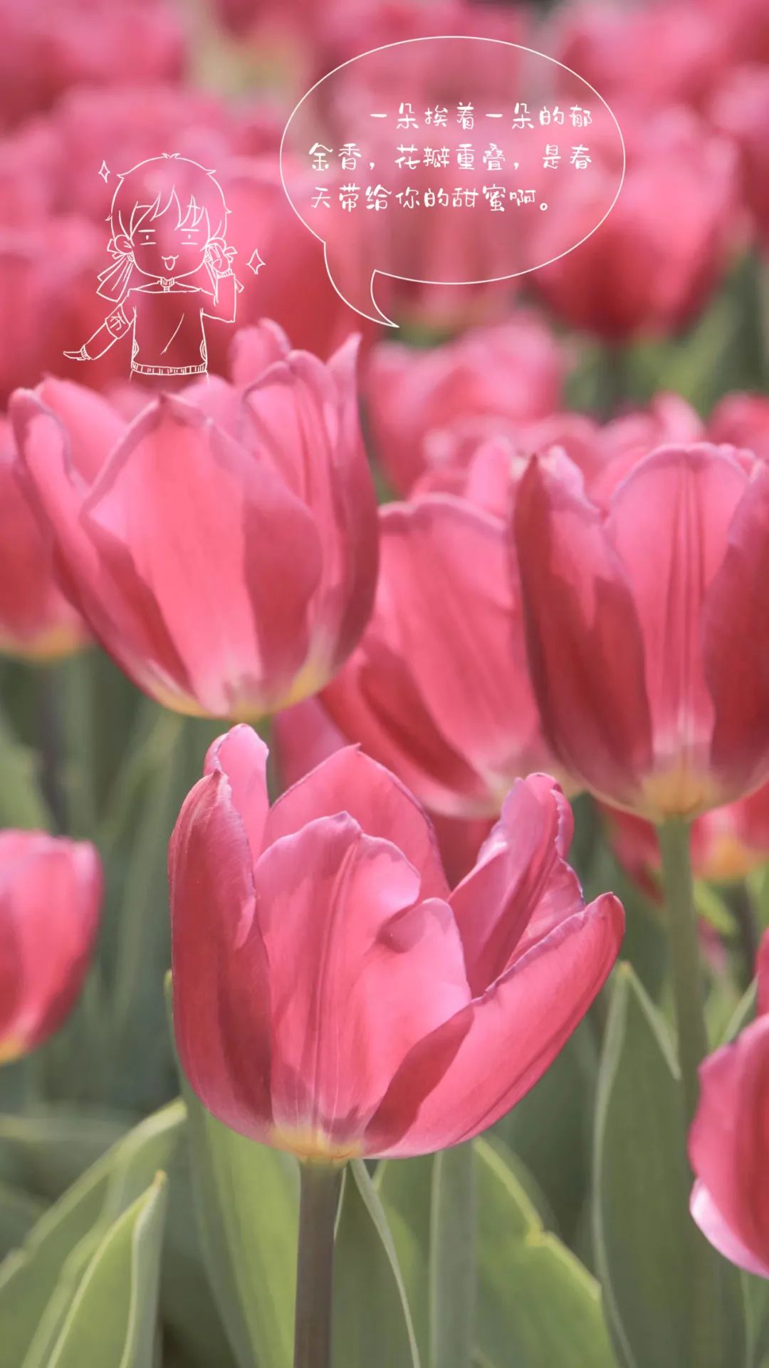 图集郁金香是春天最好的文案