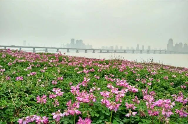 地點:漁舟灣溼地公園《漁舟灣繡球花》:高枝帶雨壓雕欄,一蒂千花白玉