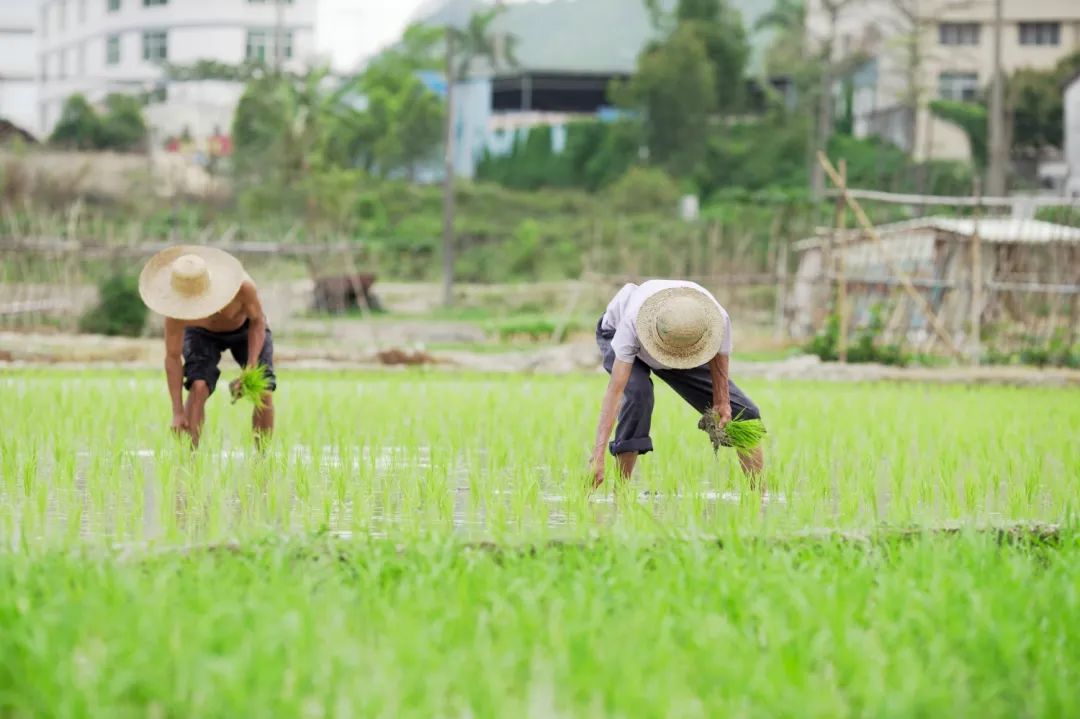 等待收成之时的喜悦用汗水播种下一年的希望那辛勤劳作的农民伯伯正弯