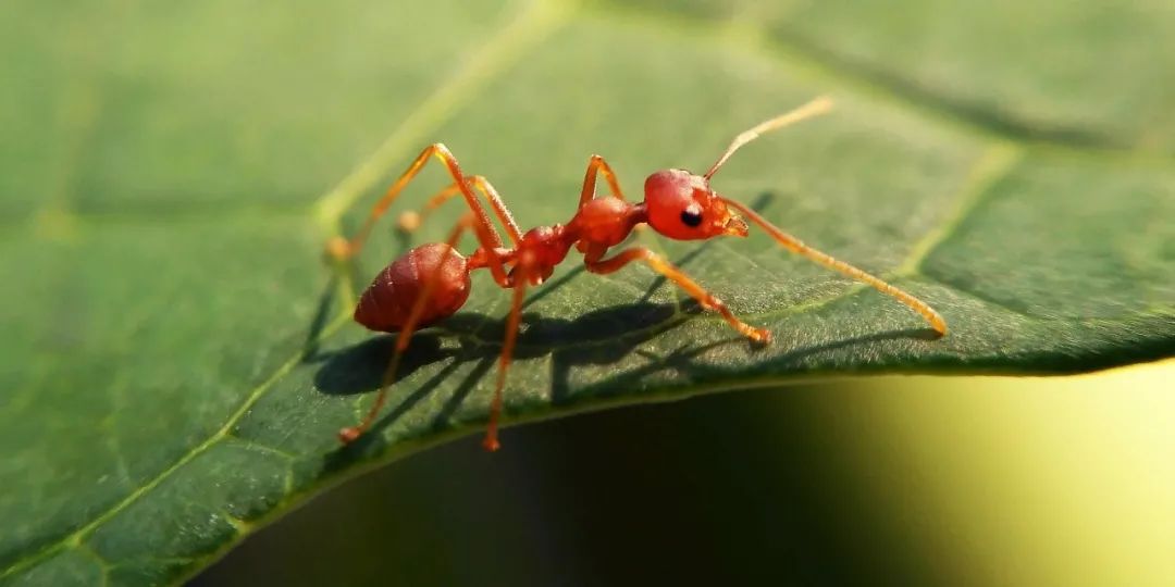 当我们讨论红火蚁的毒性时它们已经在解决种群内卷的问题了