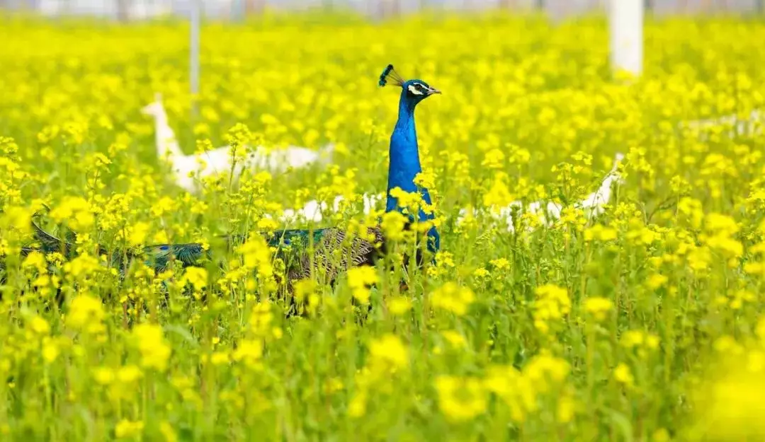 山东油菜花图片