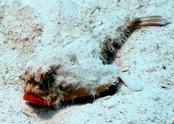 同样长着烈焰红唇的长蝙蝠鱼世界之大无奇不有,"涂