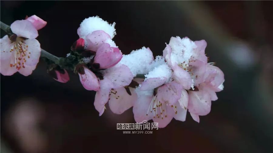 又开始下了丨急降温冰城一夜返冬这是雪花与春花的battle