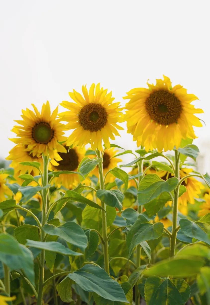 建水向日葵花海惊艳绽放打卡要趁早