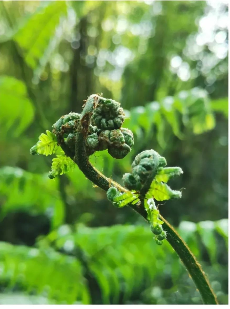 它與恐龍同生同榮被稱為植物活化石就藏在蒙自這裡