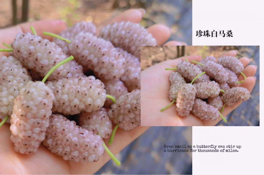 这些马桑,很多人都没见过~