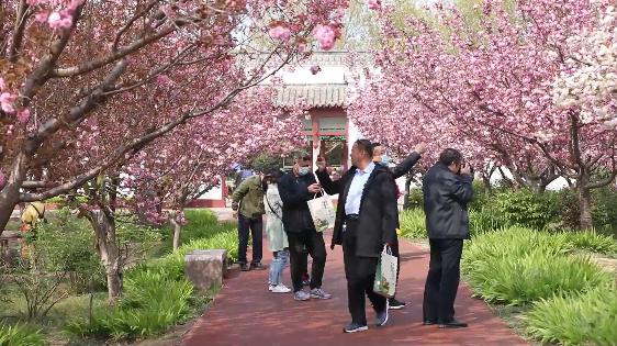 聊城姜堤乐园樱花节图片