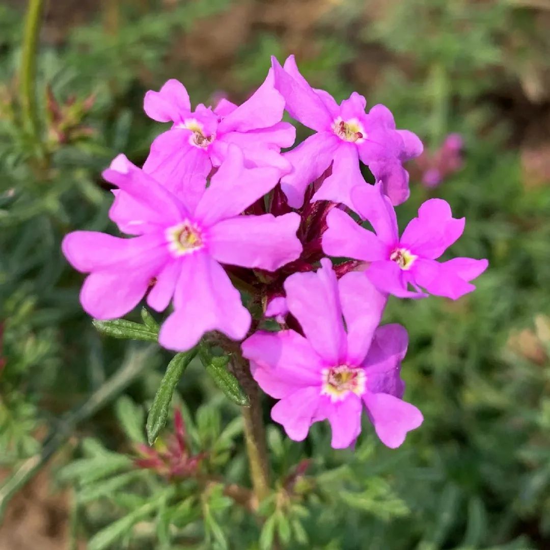 茼蒿菊小花飞燕草带来视觉上舒适又有层次的美感提升了园路景观层层叠