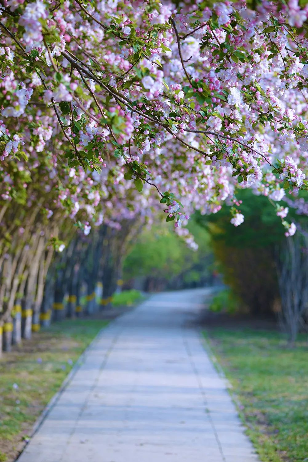 天津市武清区美爆了又一花路快来打卡