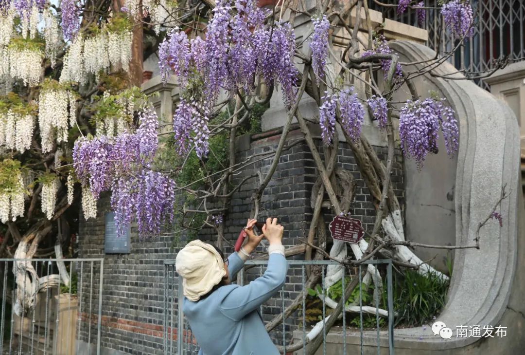 百年紫藤開花美不勝收