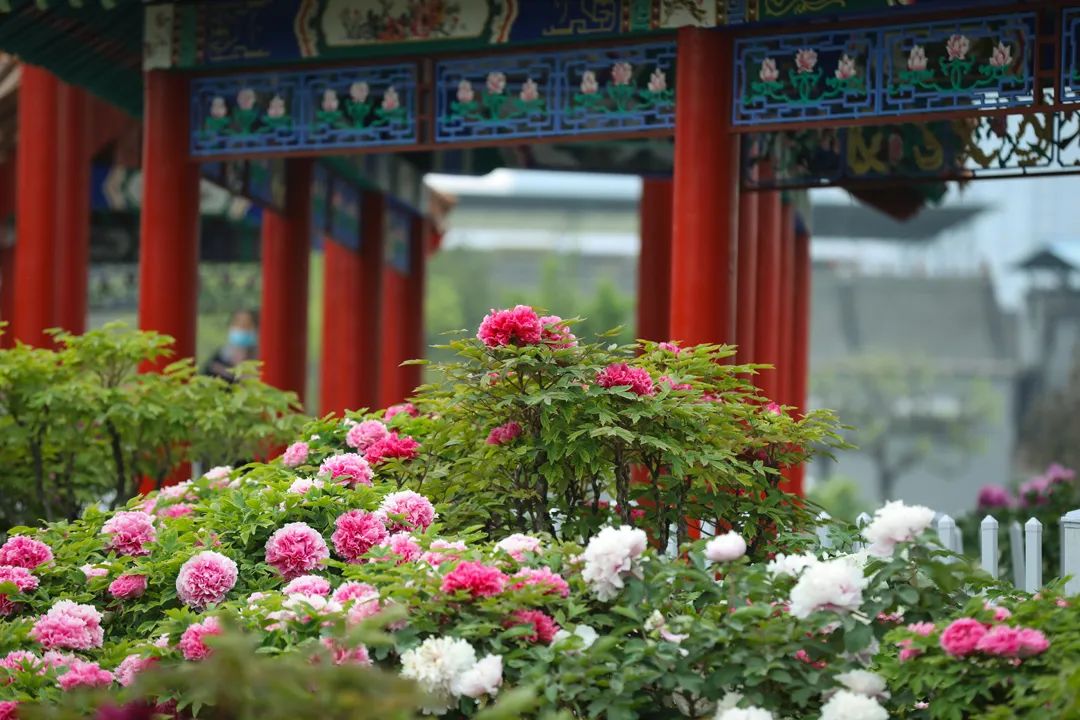 太神奇手指点一下菏泽牡丹就开了