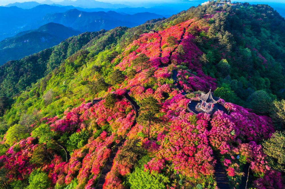 1分15秒处麻城龟峰山十万亩杜鹃惊艳全球