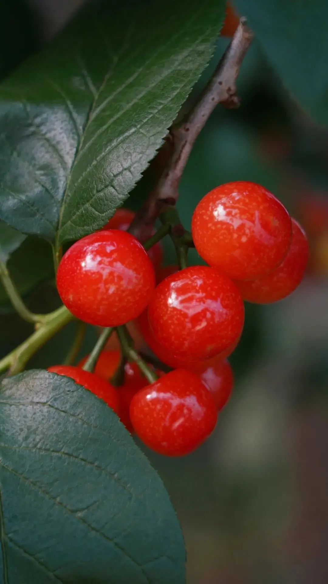 临小美有礼免费采摘樱桃入园随吃不限量