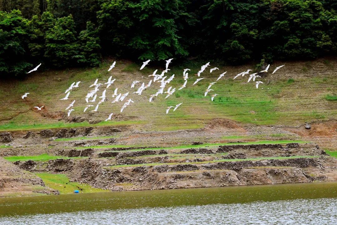 金山秀水!香草湖畔迎来白鹭群