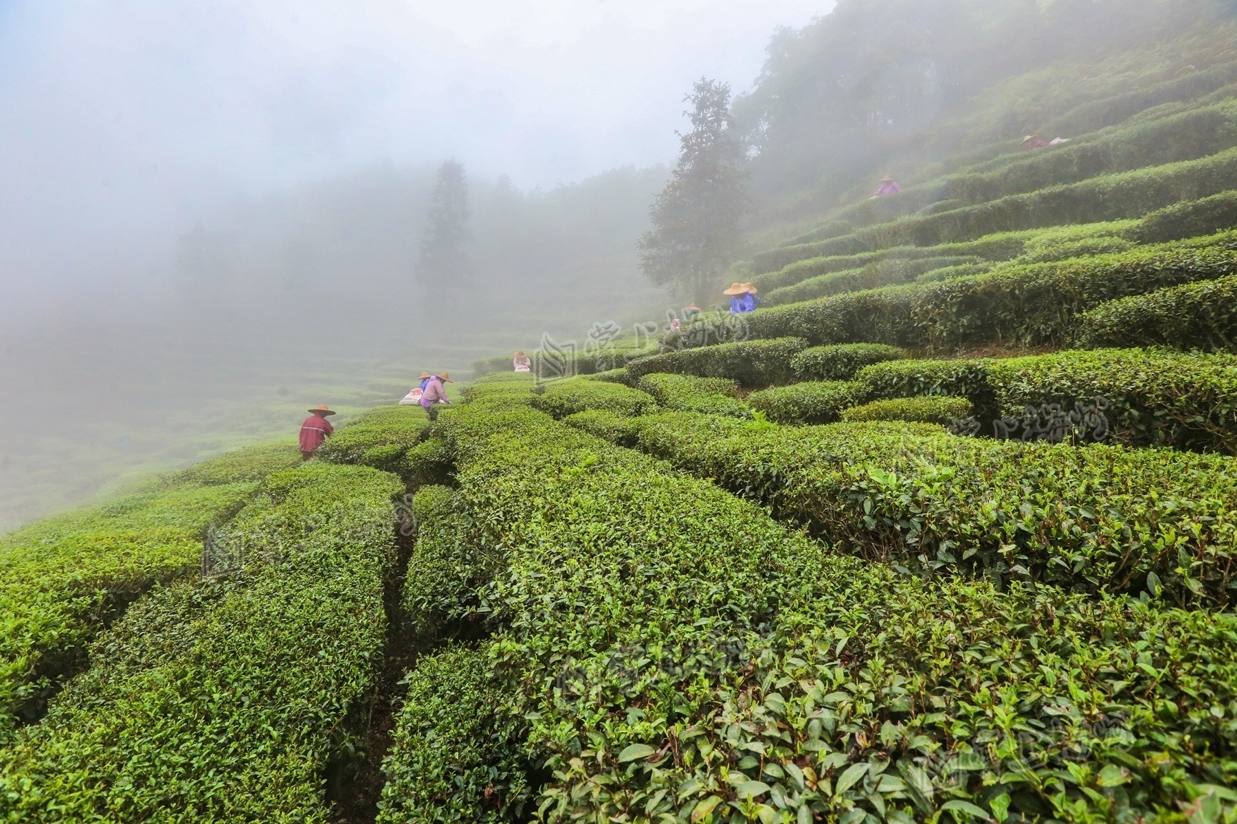 清凉山海拔高,茶园内云雾缭绕,有着得天独厚的生态环境.