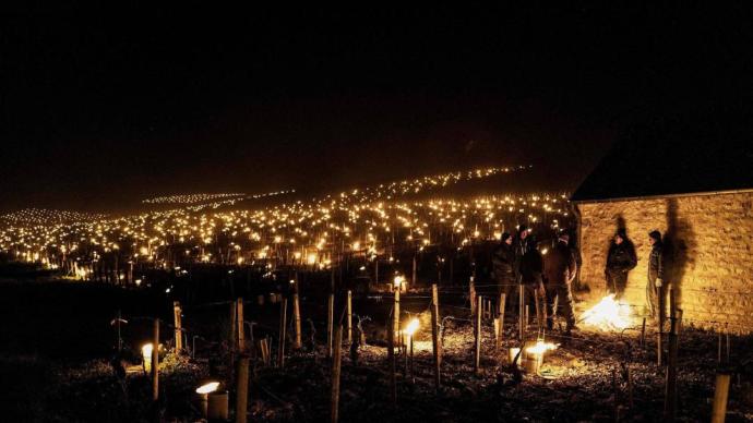 为了抢救霜打的葡萄，法国酒农点亮漫天烛光