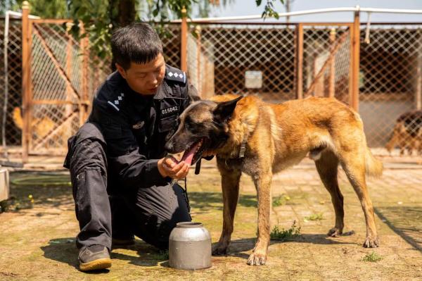 相伴虽无言 孤独不平凡 记哈尔滨市公安局刑事技术支队警犬大队副队长