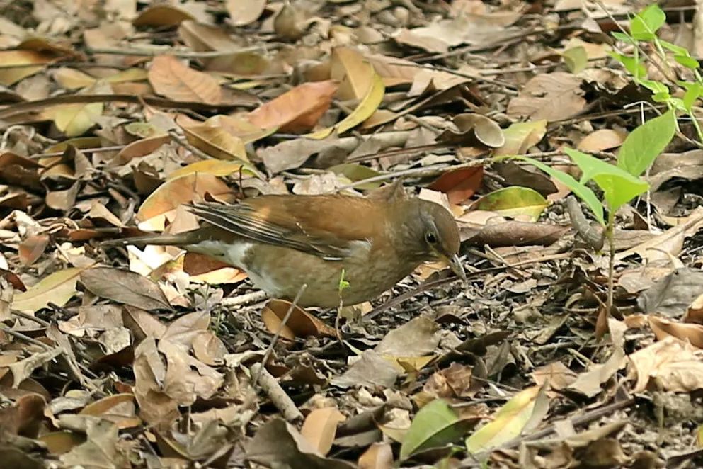 野趣上植丨第40届上海市"爱鸟周"一起关爱飞羽精灵