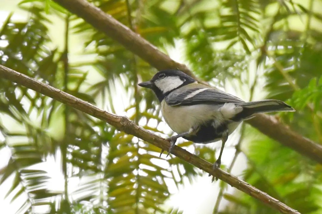 灰背鸫,白腹鸫,怀氏虎鸫,红胁蓝尾鸲,北红尾鸲,黄腹山雀,戴菊等夏候鸟