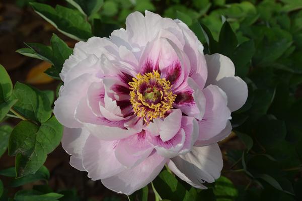 疊雲隋唐城遺址植物園 群烏全園共有680多個品種牡丹開放,開花牡丹佔